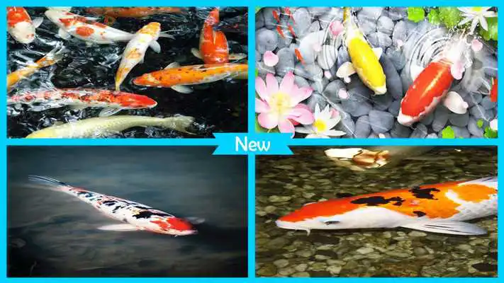 Play Lively Koi Fish 3D Theme