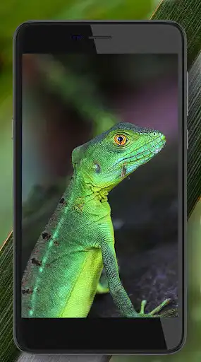 Play Lizards and Chameleons as an online game Lizards and Chameleons with UptoPlay