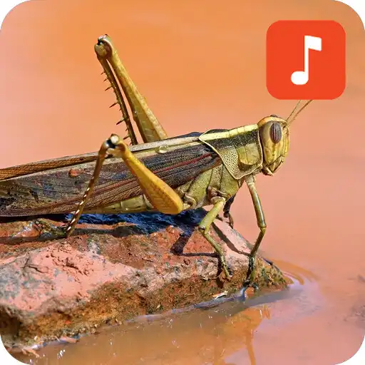 Play Locust & Grasshopper Sound Effects APK