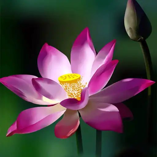 Play Lotus Live Wallpaper HD 4K APK