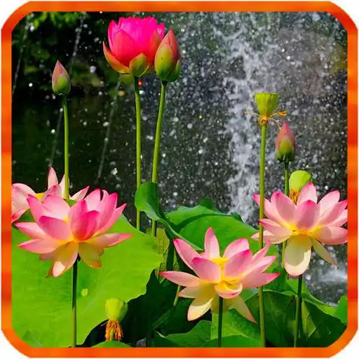 Free play online Lotus Live Wallpapers  APK