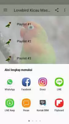 Play Lovebird Kicau Master