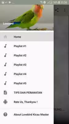 Play Lovebird Kicau Master