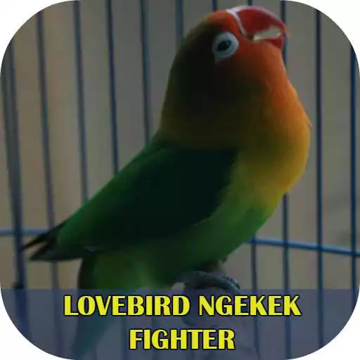 Play Lovebird Ngekek Fighter APK