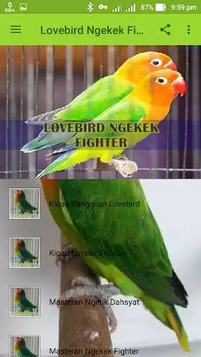 Play Lovebird Ngekek Fighter as an online game Lovebird Ngekek Fighter with UptoPlay