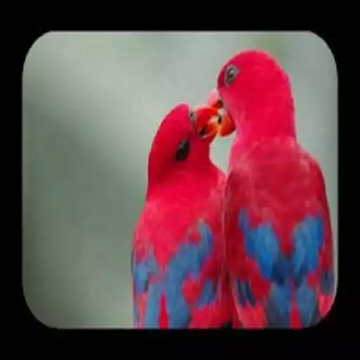 Free play online Love Bird Wallpaper APK