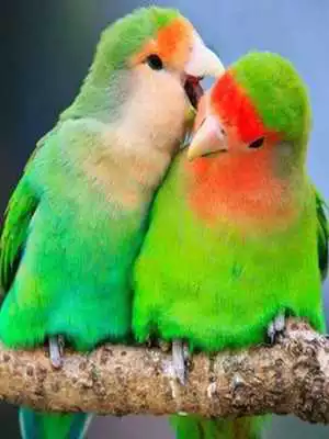 Play Love Bird Wallpaper