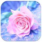 Free play online Lovely Pink Rose APK