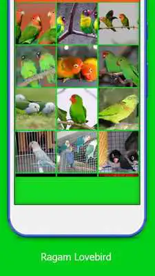 Play Love the LOVEBIRD