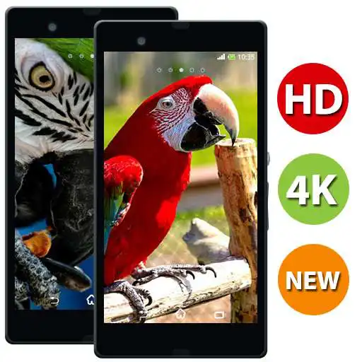 Play Macaw Bird HD Wallpaper  - 4k & Full HD Wallpapers APK