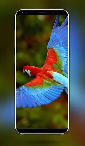 Play Macaw Bird HD Wallpaper  - 4k & Full HD Wallpapers  and enjoy Macaw Bird HD Wallpaper  - 4k & Full HD Wallpapers with UptoPlay