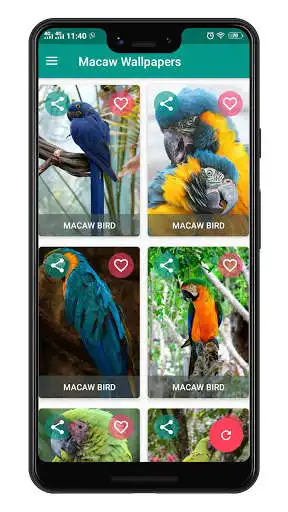 Play Macaw Bird Offline Wallpapers 4K HD  and enjoy Macaw Bird Offline Wallpapers 4K HD with UptoPlay