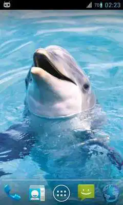 Play Magic Ripple : Cute Dolphin