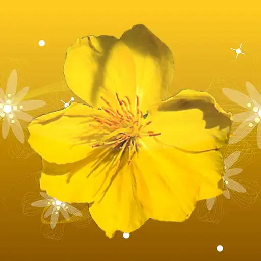 Play Mai Flower Live Wallpaper APK