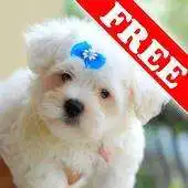 Free play online Maltese! APK