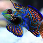 Free play online Mandarin Fish Wallpapers HD APK