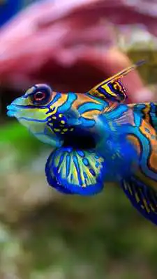 Play Mandarin Fish Wallpapers HD