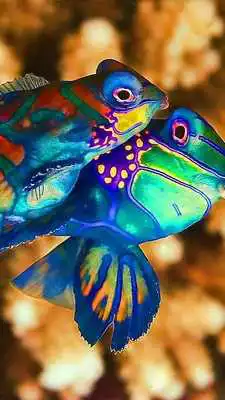 Play Mandarin Fish Wallpapers HD