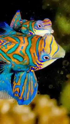 Play Mandarin Fish Wallpapers HD