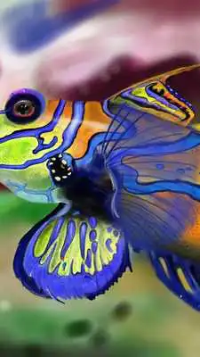 Play Mandarin Fish Wallpapers HD