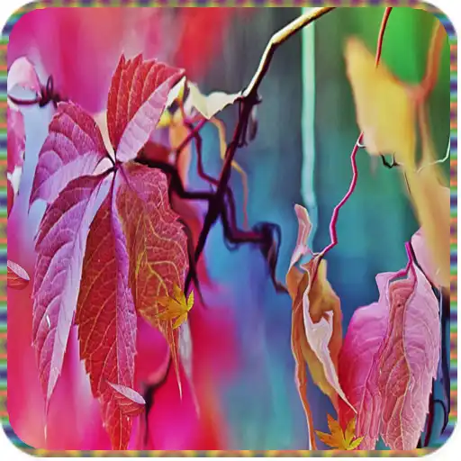 Play Maple Leaf Live Wallpaper APK