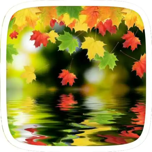 Free play online maple.leaves.samsung.theme  APK