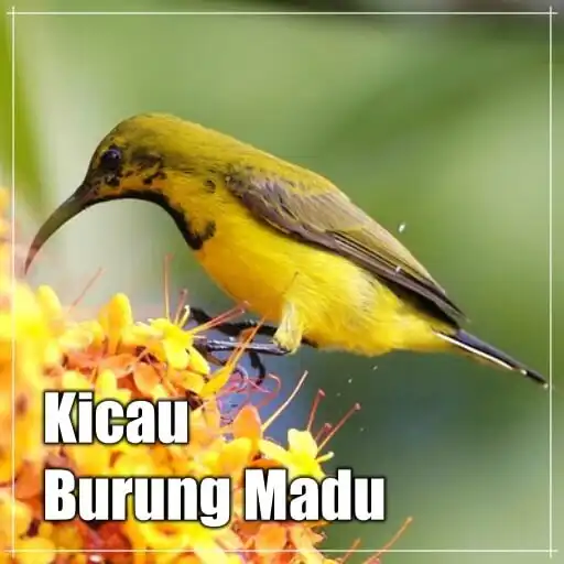 Play Masteran Burung Madu Offline APK