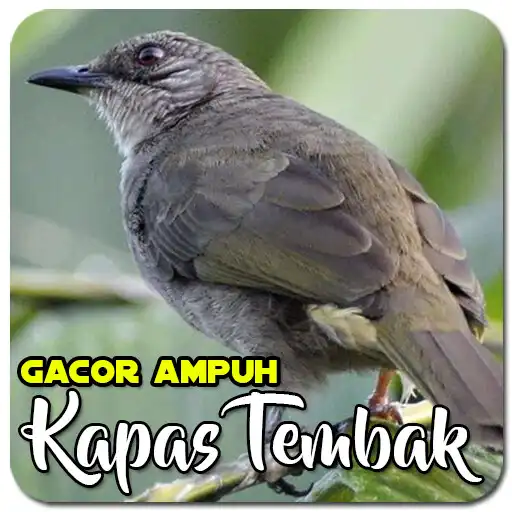 Play Masteran Kapas Tembak Ampuh APK