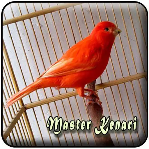 Play Masteran Kenari Gacor Panjang MP3 APK