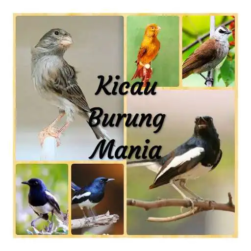 Play Masteran Suara Burung Cendet Full Isian Juara MP3 APK