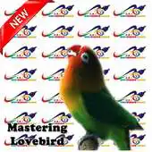 Free play online Mastering Lovebird APK