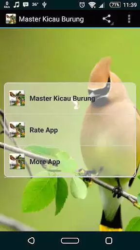 Play Master Kicau Burung