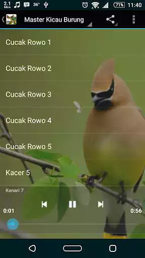 Play Master Kicau Burung