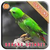 Free play online Master Kicau Burung Serindit APK