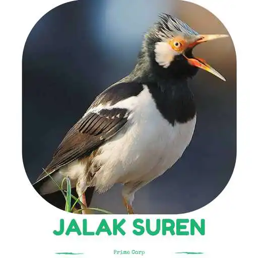 Run free android online Master Kicau Jalak Suren Gacor APK