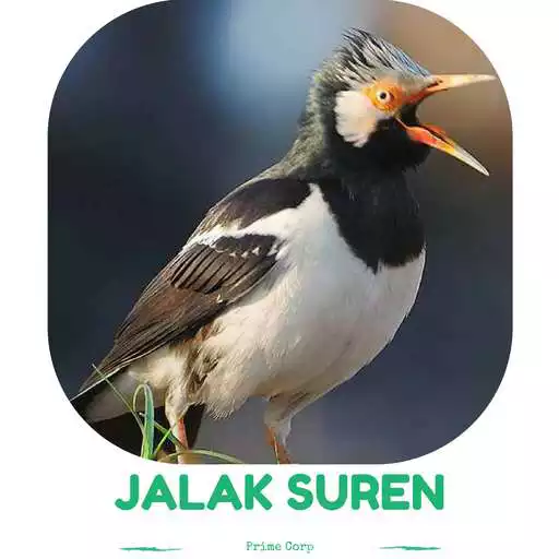 Play APK Master Kicau Jalak Suren Gacor  and enjoy Master Kicau Jalak Suren Gacor with UptoPlay com.suara.mp3.master.kicau.jalak.suren.gacor.ngerol.full.isian.lengkap