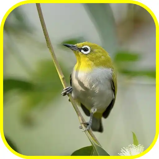 Play Mata Putih_Pleci_White eye APK