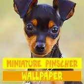 Free play online Miniature Pinscher Dog Wallpaper APK