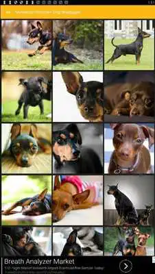 Play Miniature Pinscher Dog Wallpaper