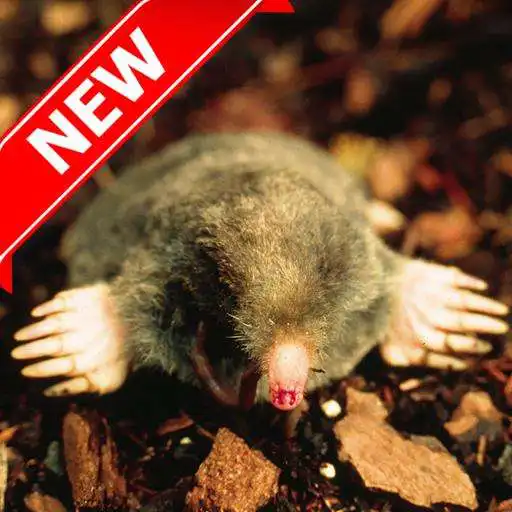 Play Mole 4K Wallpapers Auto Wallpaper Changer APK