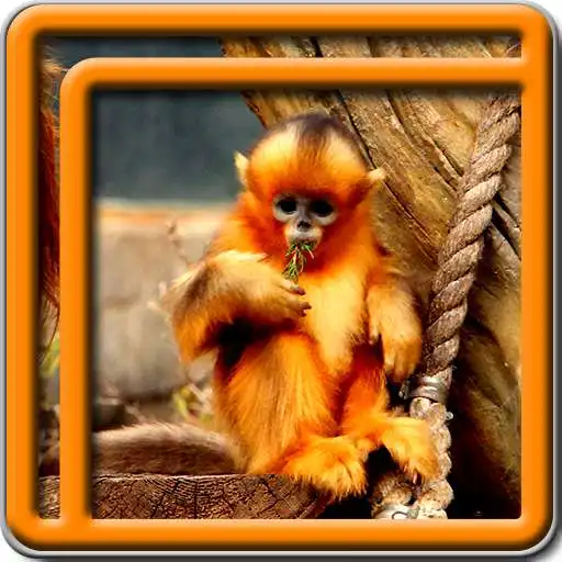 Free play online Monkey Live Wallpapers APK