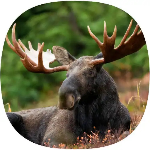 Free play online Moose Sounds APK