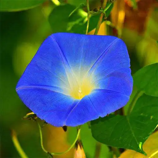 Play Morning Glory: HD Flower Wallpapers & Backgrounds APK