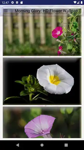 Play Morning Glory: HD Flower Wallpapers & Backgrounds  and enjoy Morning Glory: HD Flower Wallpapers & Backgrounds with UptoPlay