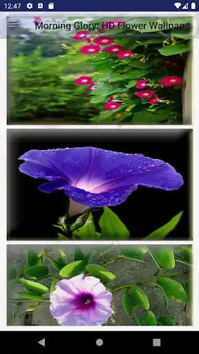 Play Morning Glory: HD Flower Wallpapers & Backgrounds as an online game Morning Glory: HD Flower Wallpapers & Backgrounds with UptoPlay