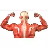 Free play online Muscles List (Anatomy) APK