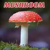 Free play online Mushroom Mycology Fungi - Latest News  Research APK