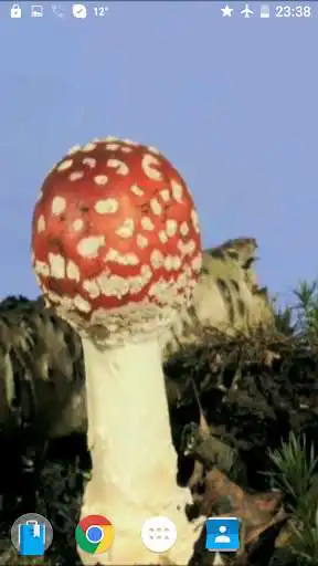 Play Mushrooms 4K Video Wallpaper