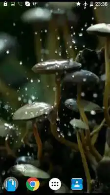 Play Mushrooms 4K Video Wallpaper