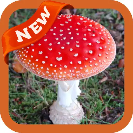 Free play online Mushroom Wallpaper APK